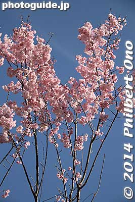 Maihime cherry blossoms 舞姫
Keywords: tokyo chiyoda-ku imperial palace kokyo hanzomon sakura cherry blossoms