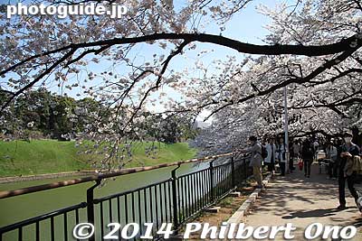 Keywords: tokyo chiyoda-ku imperial palace kokyo hanzomon sakura cherry blossoms