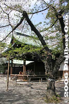 Noh stage and the cherry tree used as the barometer for Tokyo's cherry blossom blooming condition.
Keywords: tokyo chiyoda-ku yasukuni shrine jinja war military museum sakura cherry blossom