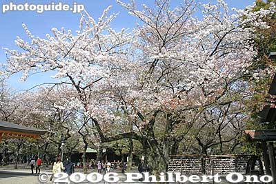 Keywords: tokyo chiyoda-ku yasukuni shrine jinja war military museum sakura cherry blossom