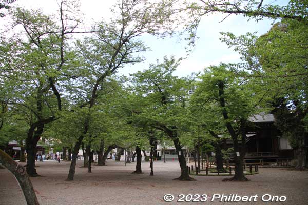Cherry trees all finished blooming by mid-April.
Keywords: tokyo Chiyoda-ku Yasukuni Shrine