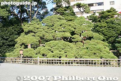 Huge 300-year-old pine tree
Keywords: tokyo chuo-ku hama-rikyu garden pine tree matsu