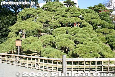 300-year-old pine tree
Keywords: tokyo chuo-ku hama-rikyu garden pine tree matsu