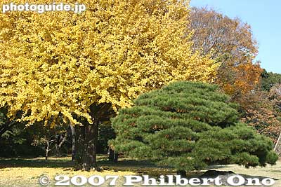 Gingko tree and pine tree in autumn
Keywords: tokyo chuo-ku hama-rikyu garden pine tree matsu autumn leaves fall gingko