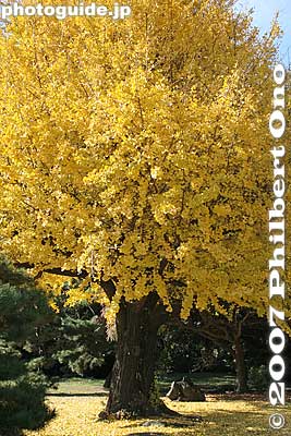 Gingko tree in autumn
Keywords: tokyo chuo-ku hama-rikyu garden pine tree matsu autumn leaves fall gingko