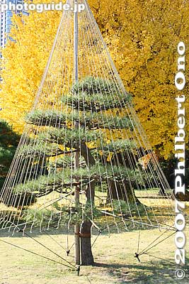 Gingko tree and pine tree in autumn
Keywords: tokyo chuo-ku ward hama-rikyu garden pine tree matsu autumn leaves fall gingko