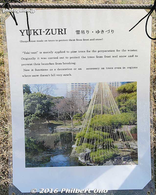 English explanation for yuki-zuri which are those strings propping up the pine tree branches as a countermeasure against snow.
Keywords: tokyo chuo-ku hama-rikyu garden pine tree matsu autumn leaves fall gingko