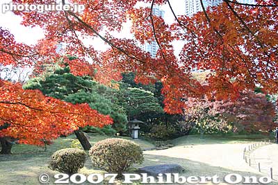 Keywords: tokyo chuo-ku hama-rikyu garden pine tree matsu autumn leaves fall maple
