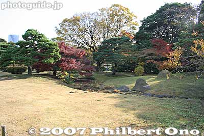 Keywords: tokyo chuo-ku ward garden pine tree matsu