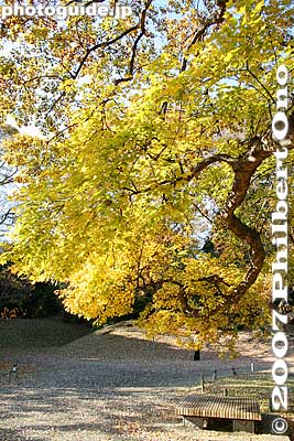 Keywords: tokyo chuo-ku hama-rikyu garden pine tree matsu pond autumn leaves fall foliage