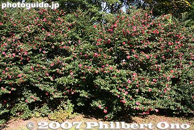 Camellias
Keywords: tokyo chuo-ku hama-rikyu garden flowers camellias