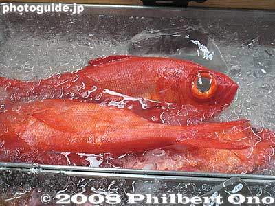 Fish in ice
Keywords: tokyo chuo-ku tsukiji fish market Metropolitan Central Wholesale Market