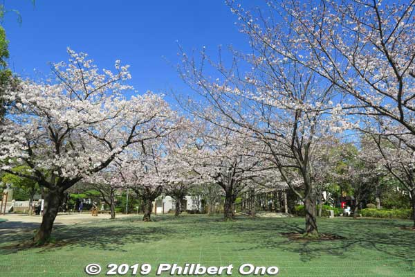 In late March or early April, the park has some cherry blossoms.
Keywords: tokyo edogawa ward gyosen park heisei japanese garden sakura cherry blossom flowers
