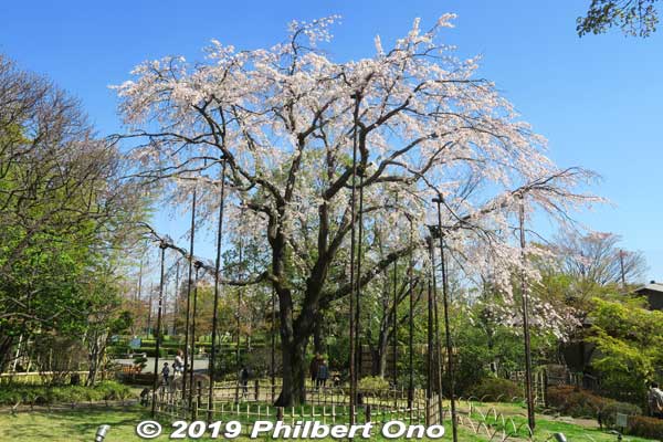 The park's main cherry tree is this weeping cherry blossom tree. Very nice.
Keywords: tokyo edogawa ward gyosen park heisei japanese garden sakura cherry blossom flowers