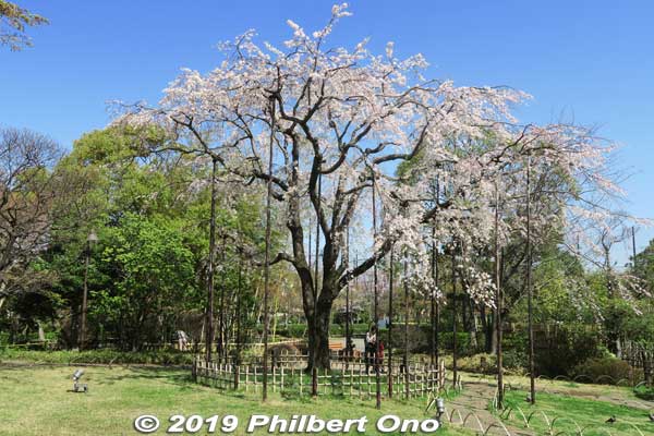 The weeping cherry tree looks totally different from different angles.
Keywords: tokyo edogawa ward gyosen park heisei japanese garden sakura cherry blossom flowers
