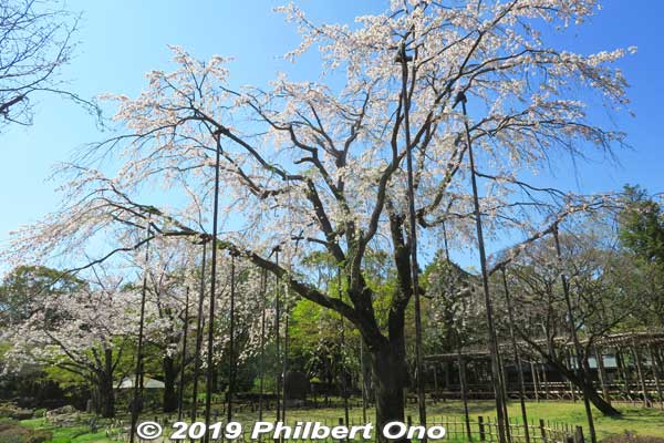 Keywords: tokyo edogawa ward gyosen park heisei japanese garden sakura cherry blossom flowers