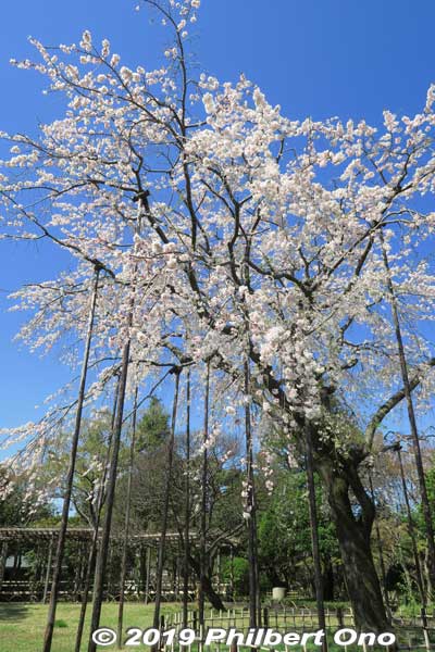 Still the same weeping cherry tree.
Keywords: tokyo edogawa ward gyosen park heisei japanese garden sakura cherry blossom flowers