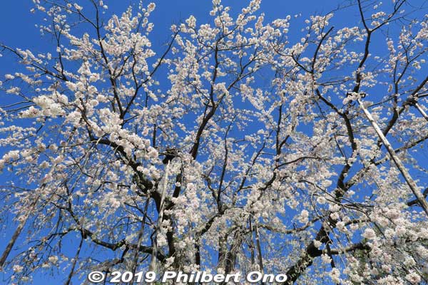 Shower me with your weeping cherries.
Keywords: tokyo edogawa ward gyosen park heisei japanese garden sakura cherry blossom flowers