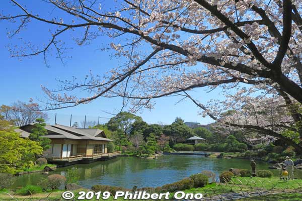 A few cherry blossoms near the pond.
Keywords: tokyo edogawa ward gyosen park heisei japanese garden sakura cherry blossom flowers