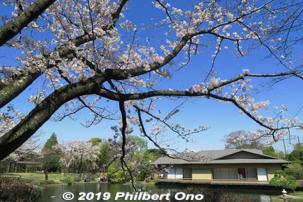 Cherry tree at Edogawa Heisei Garden pond, Tokyo.
Keywords: tokyo edogawa ward gyosen park heisei japanese garden sakura cherry blossom flowers