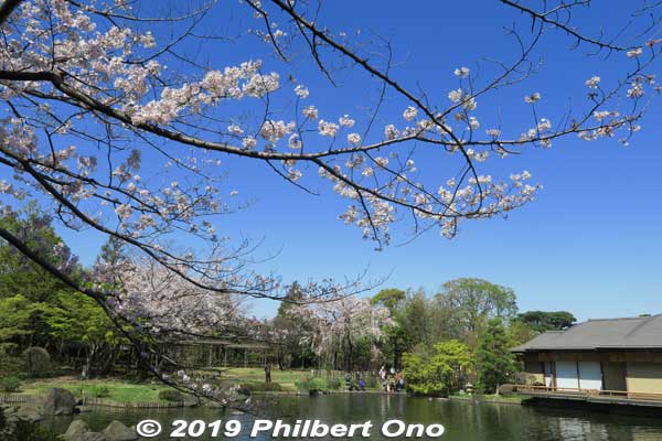 Cherry blossoms at Edogawa Heisei Garden pond, Tokyo.
Keywords: tokyo edogawa ward gyosen park heisei japanese garden sakura cherry blossom flowers