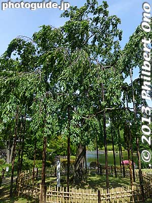 Weeping cherry tree planted to mark the 1st anniversary of Edogawa's sister city relationship with Gosford, Australia.
Keywords: tokyo edogawa ward gyosen park heisei japanese garden