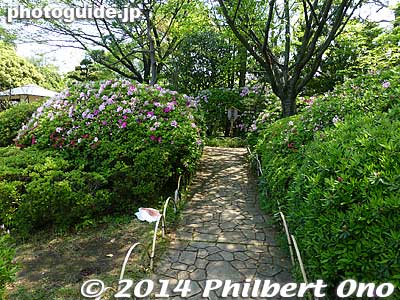 In the following year, I revisited the garden to see the azalea in late April.
Keywords: tokyo edogawa ward gyosen park heisei japanese garden azalea flowers