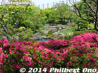 Revisited the garden to see the azalea.
Keywords: tokyo edogawa ward gyosen park heisei japanese garden azalea flowers