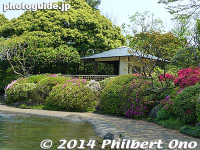 Still a little early for these ones.
Keywords: tokyo edogawa ward gyosen park heisei japanese garden azalea flowers