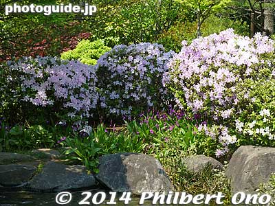 Keywords: tokyo edogawa ward gyosen park heisei japanese garden azalea flowers