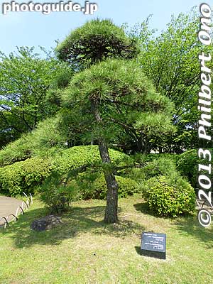 Pine tree planted to mark the 20th anniversary of the Heisei Era.
Keywords: tokyo edogawa ward gyosen park heisei japanese garden