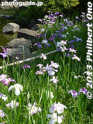 Keywords: tokyo edogawa ward gyosen park heisei japanese garden irises flowers