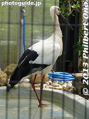 Stork
Keywords: tokyo edogawa ward gyosen park zoo