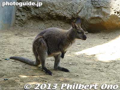 Wallaby from Australia
Keywords: tokyo edogawa ward gyosen park zoo