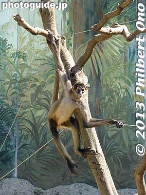 Spider monkey
Keywords: tokyo edogawa ward gyosen park zoo