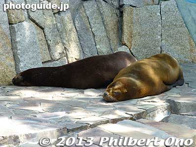 Sea lions
Keywords: tokyo edogawa ward gyosen park zoo