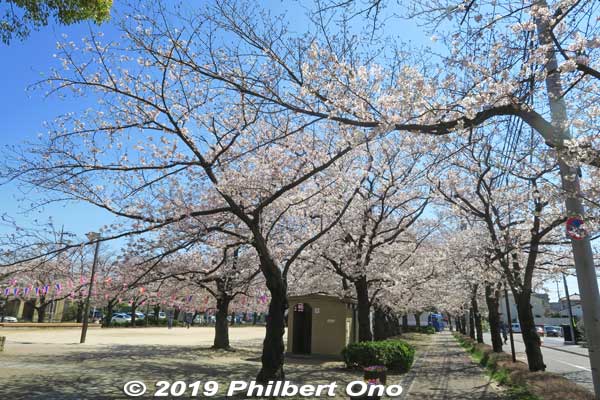 Cherry blossoms at Ukita Park, Edogawa-ku, Tokyo. 宇喜田公園
Keywords: tokyo edogawa ukita park sakura cherry blossoms
