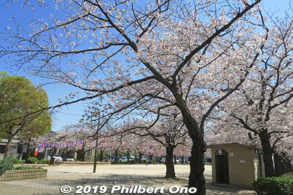 Keywords: tokyo edogawa ukita park sakura cherry blossoms