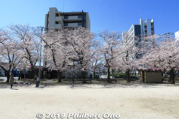 Cherry blossoms at Ukita Park, Edogawa-ku, Tokyo. 宇喜田公園
Keywords: tokyo edogawa ukita park sakura cherry blossoms