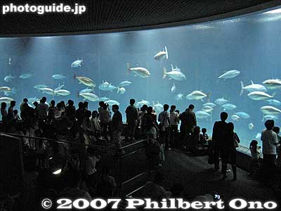 Tokyo Sea Life Park's main attraction: Tuna aquarium
Keywords: tokyo edogawa-ku ward kasai rinkai park koen aquarium