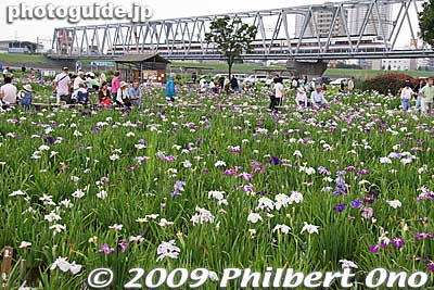 The Keisei train line straddles the garden.
Keywords: tokyo edogawa-ku koiwa iris garden matsuri festival flowers 