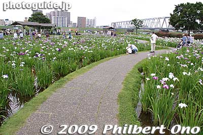 Keywords: tokyo edogawa-ku koiwa iris garden matsuri festival flowers 