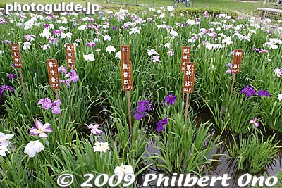 One large patch has nameplates for various irises.
Keywords: tokyo edogawa-ku koiwa iris garden matsuri festival flowers 