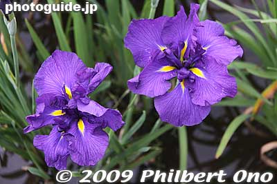 Keywords: tokyo edogawa-ku koiwa iris garden matsuri festival flowers 