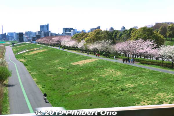 Komatsugawa Cherry Blossoms (Komatsugawa Senbon-zakura) are along the west side of Arakawa River. 
Keywords: tokyo edogawa-ku Komatsugawa Cherry Blossoms sakura