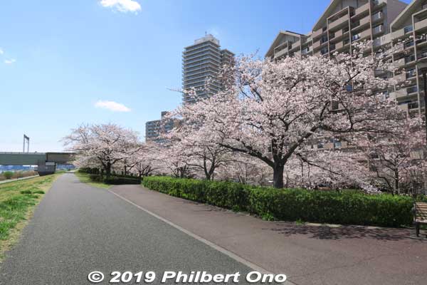 Cycling here when the cherry blossoms are in bloom is very pleasant.
Keywords: tokyo edogawa-ku Komatsugawa Cherry Blossoms sakura