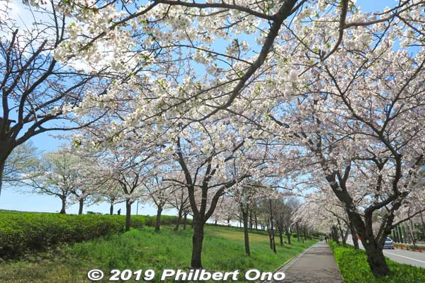 Keywords: tokyo edogawa-ku Komatsugawa Cherry Blossoms sakura