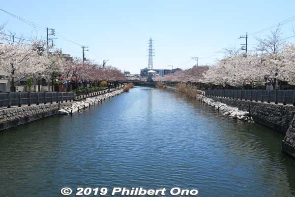 Shinkawa River (新川) was first excavated in 1590 by Shogun Tokugawa Ieyasu for cargo boats to transport salt from neighboring Gyotoku (in Chiba Prefecture) to Edo. 
The river was lined with miso shops, shoyu shops, and eateries. The salt boats have long been replaced by trains and motor vehicles. Today the river is very quiet in a residential area.
Keywords: tokyo edogawa-ku shinkawa shin river cherry blossoms sakura flowers
