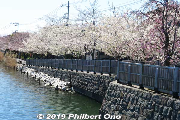 From April 2007, a new project called the "Shinkawa Senbonzakura Plan" was started to plant cherry blossoms on both sides of the river to create an Edo Period look. The river walk was also made earthquake resistant.
Keywords: tokyo edogawa-ku shinkawa shin river cherry blossoms sakura flowers