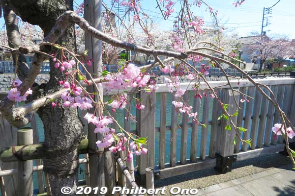 I started walking along the river from Shin-Wataribashi Bridge near the middle of the 3km river.
Keywords: tokyo edogawa-ku shinkawa shin river cherry blossoms sakura flowers